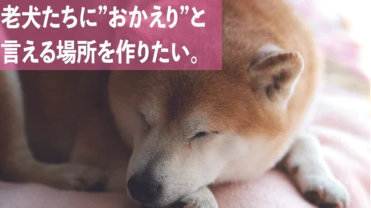 犬たちの最後の砦。犬と人の幸せを生む、新シェルタープロジェクト